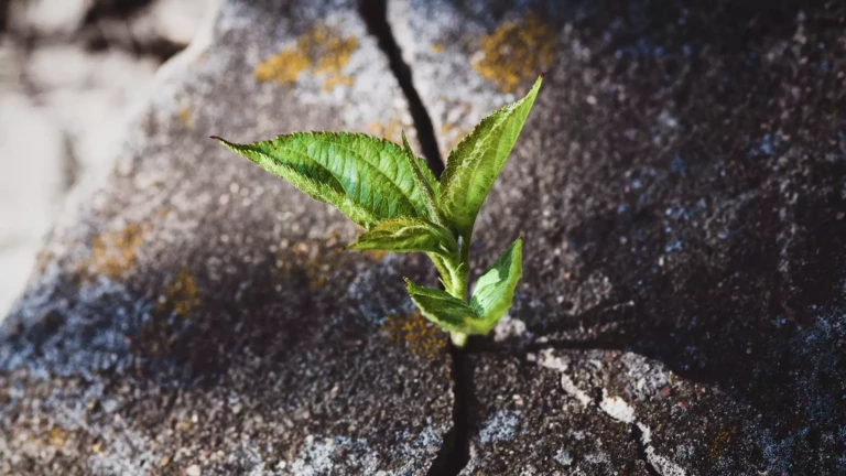 resilience territorie